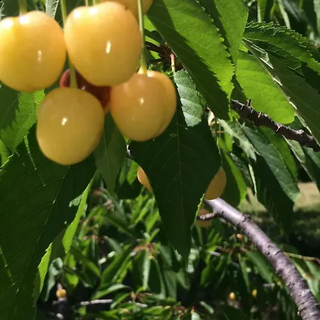 Tatil Evi A Charming And Peaceful Summer 400m From The Sea *